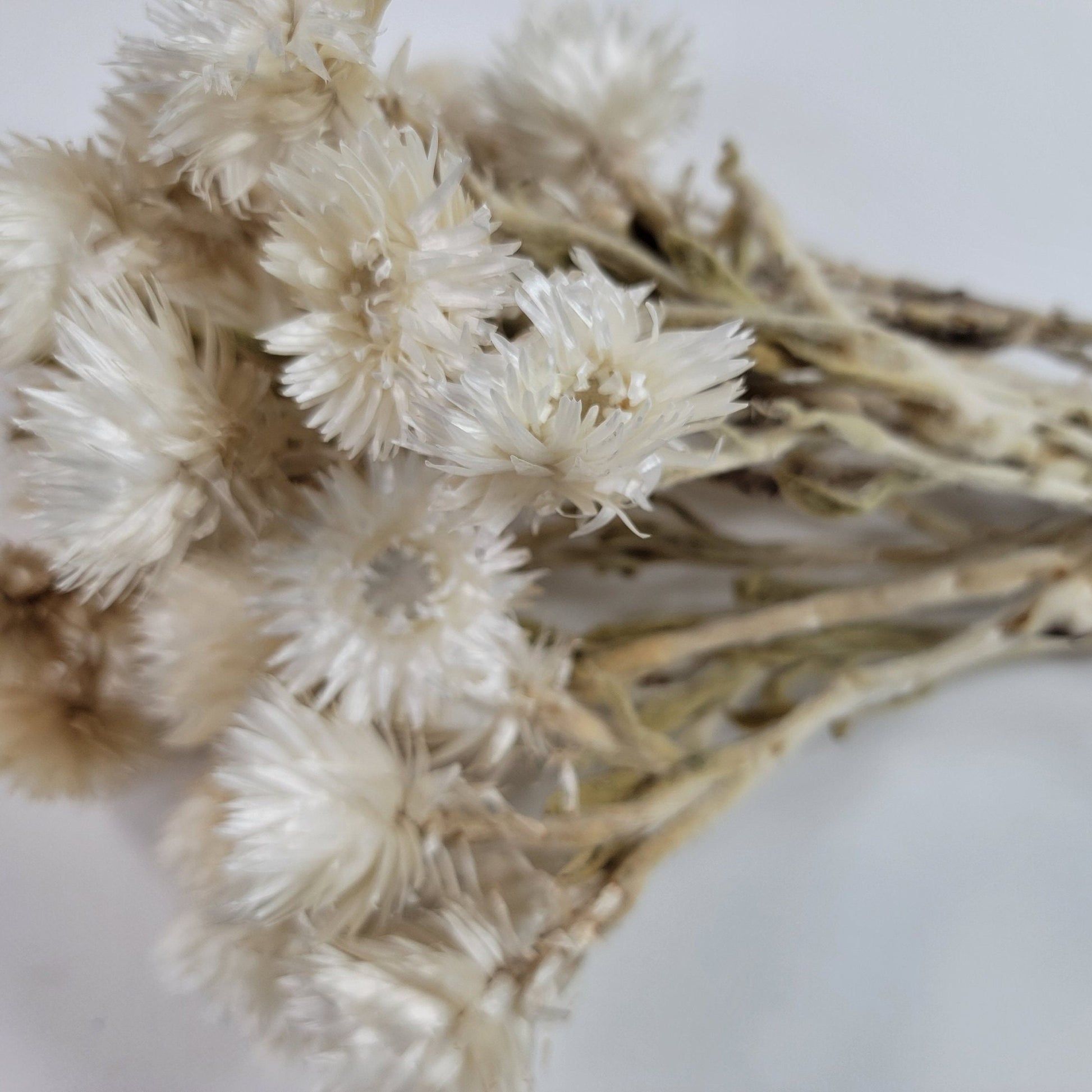 Dried White Straw Flowers: 13" Everlasting Helichrysums