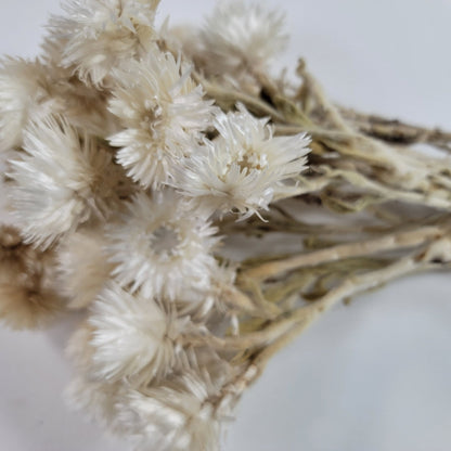 Dried White Straw Flowers: 13" Everlasting Helichrysums