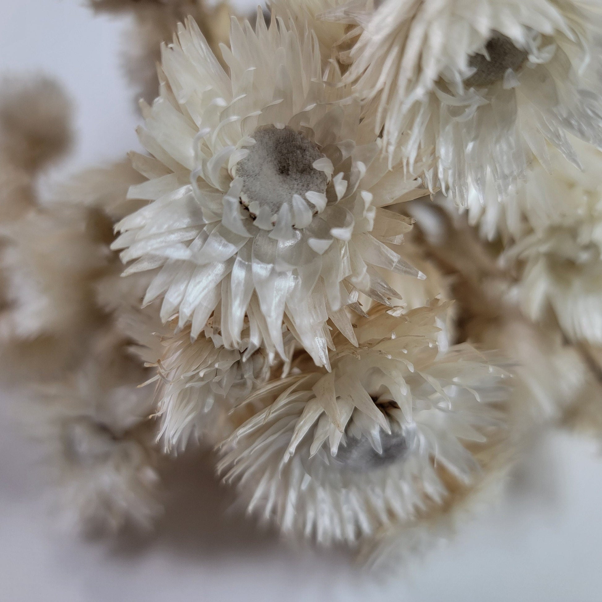 Dried White Straw Flowers: 13" Everlasting Helichrysums