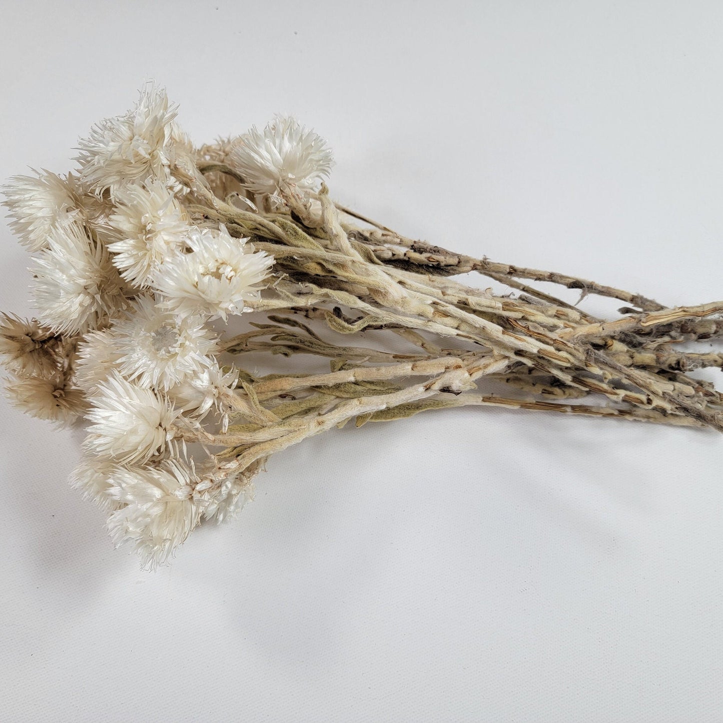 Dried White Straw Flowers: 13" Everlasting Helichrysums