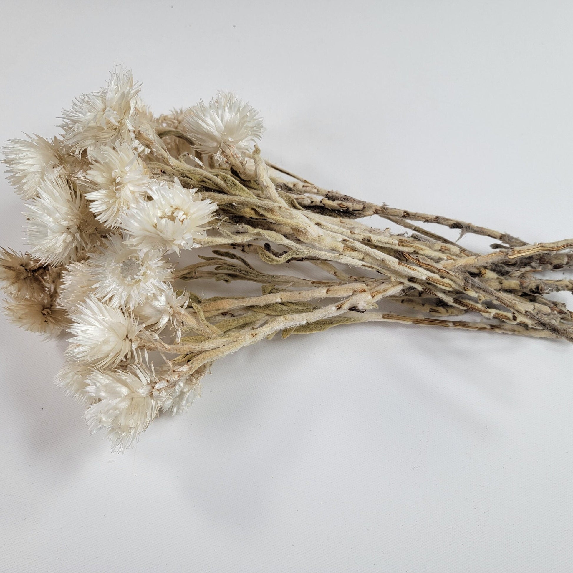 Dried White Straw Flowers: 13" Everlasting Helichrysums