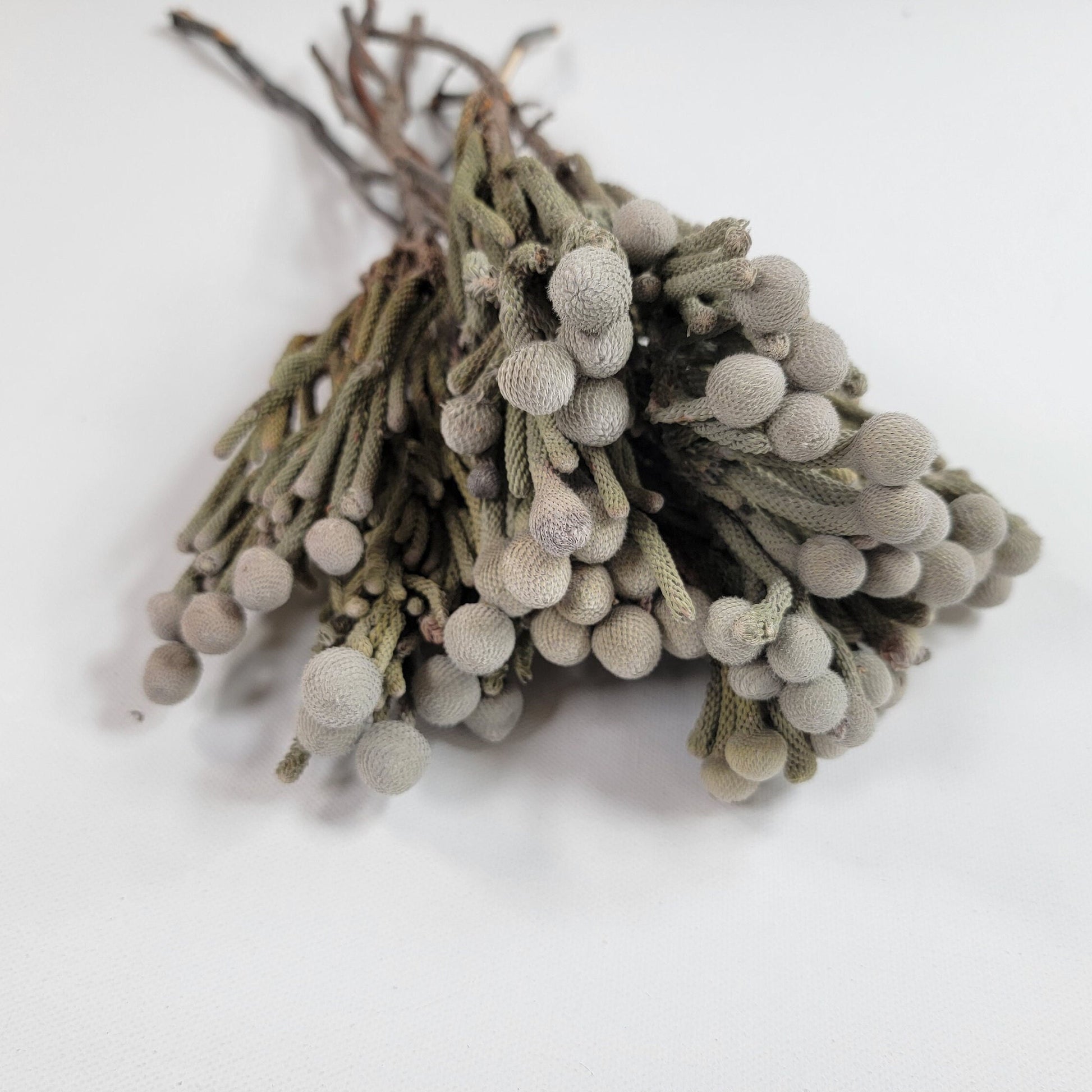 Natural brunia silver, Dried Flowers, Wedding Flowers, Naturally Dried, Wedding bouquets