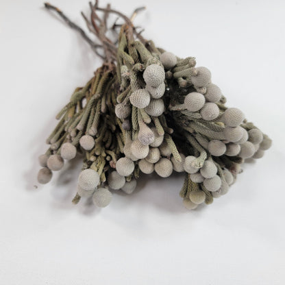 Natural brunia silver, Dried Flowers, Wedding Flowers, Naturally Dried, Wedding bouquets