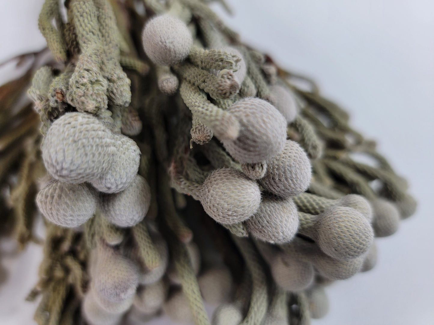 Natural brunia silver, Dried Flowers, Wedding Flowers, Naturally Dried, Wedding bouquets