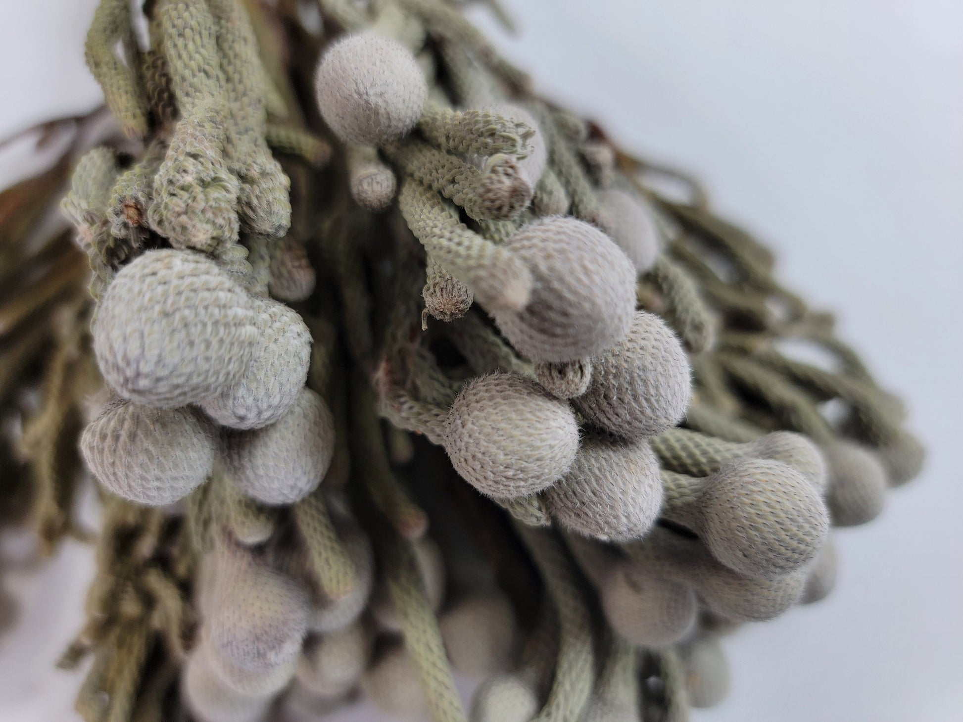 Natural brunia silver, Dried Flowers, Wedding Flowers, Naturally Dried, Wedding bouquets