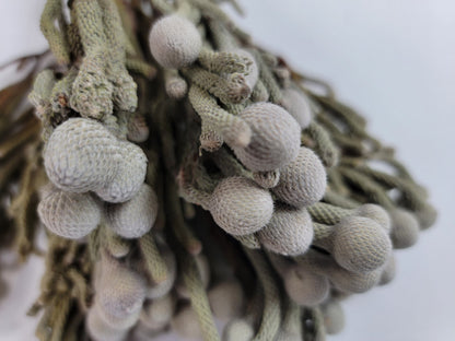 Natural brunia silver, Dried Flowers, Wedding Flowers, Naturally Dried, Wedding bouquets