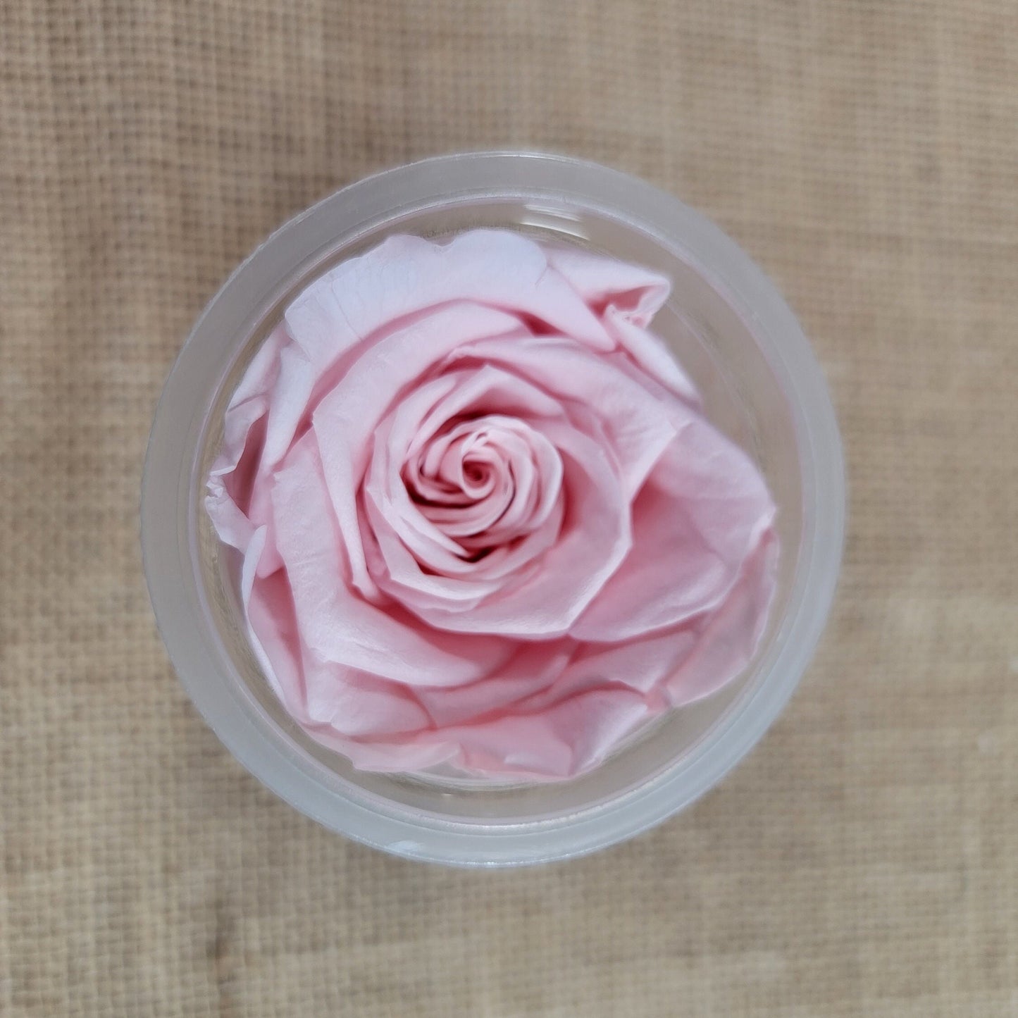 6 Light Pink Preserved Roses: DIY Floral Decor