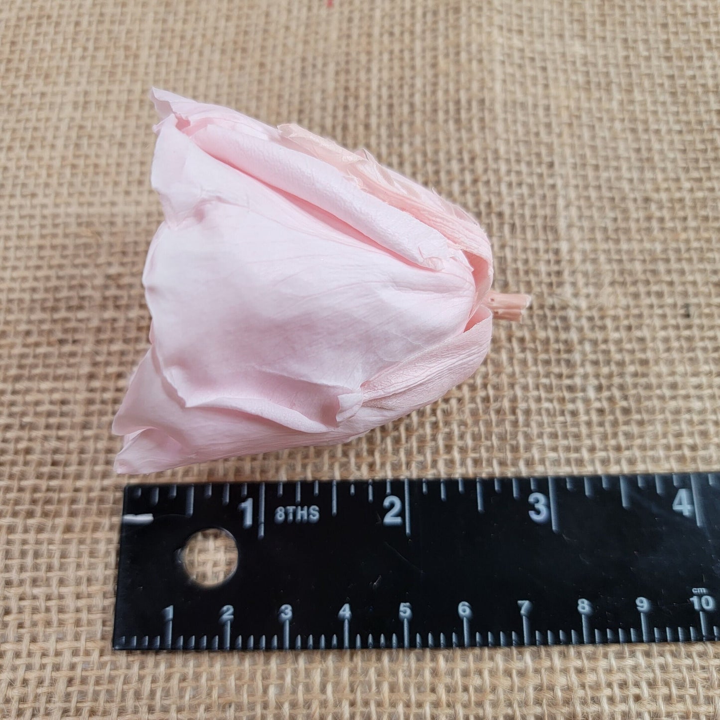 6 Light Pink Preserved Roses: DIY Floral Decor
