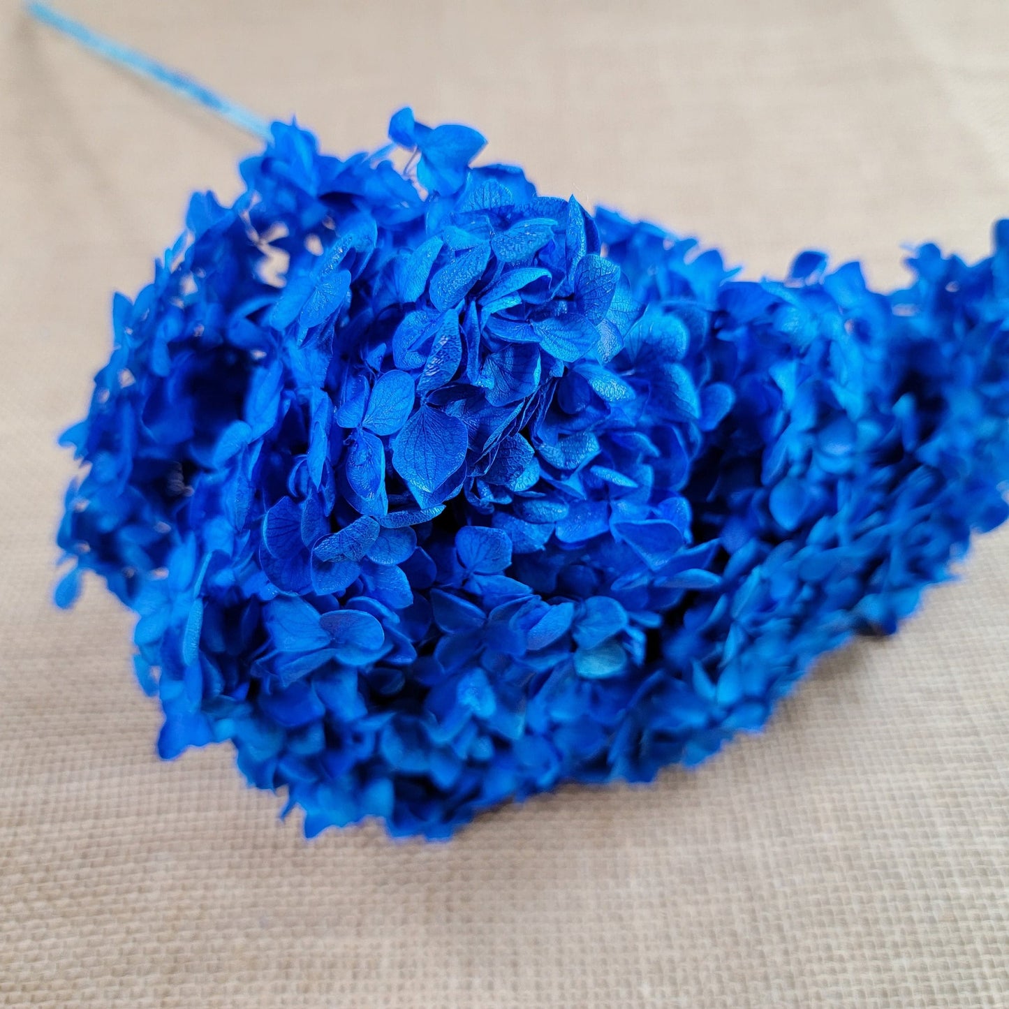 Blue Preserved Hydrangea: Real Dried Wedding Flowers