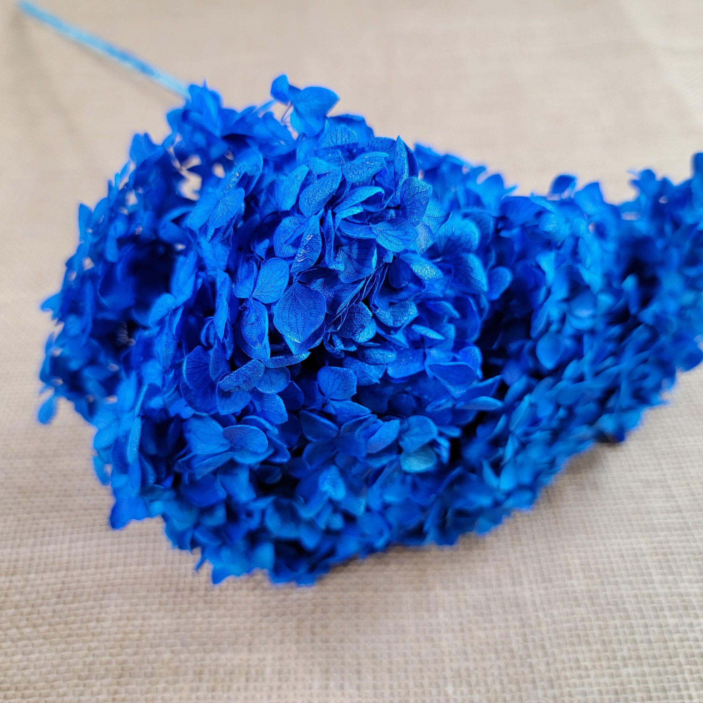 Blue Preserved Hydrangea: Real Dried Wedding Flowers