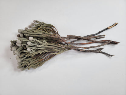 Natural brunia silver, Dried Flowers, Wedding Flowers, Naturally Dried, Wedding bouquets