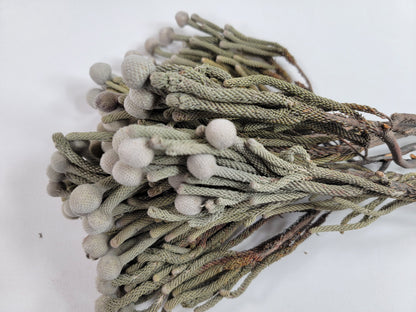 Natural brunia silver, Dried Flowers, Wedding Flowers, Naturally Dried, Wedding bouquets