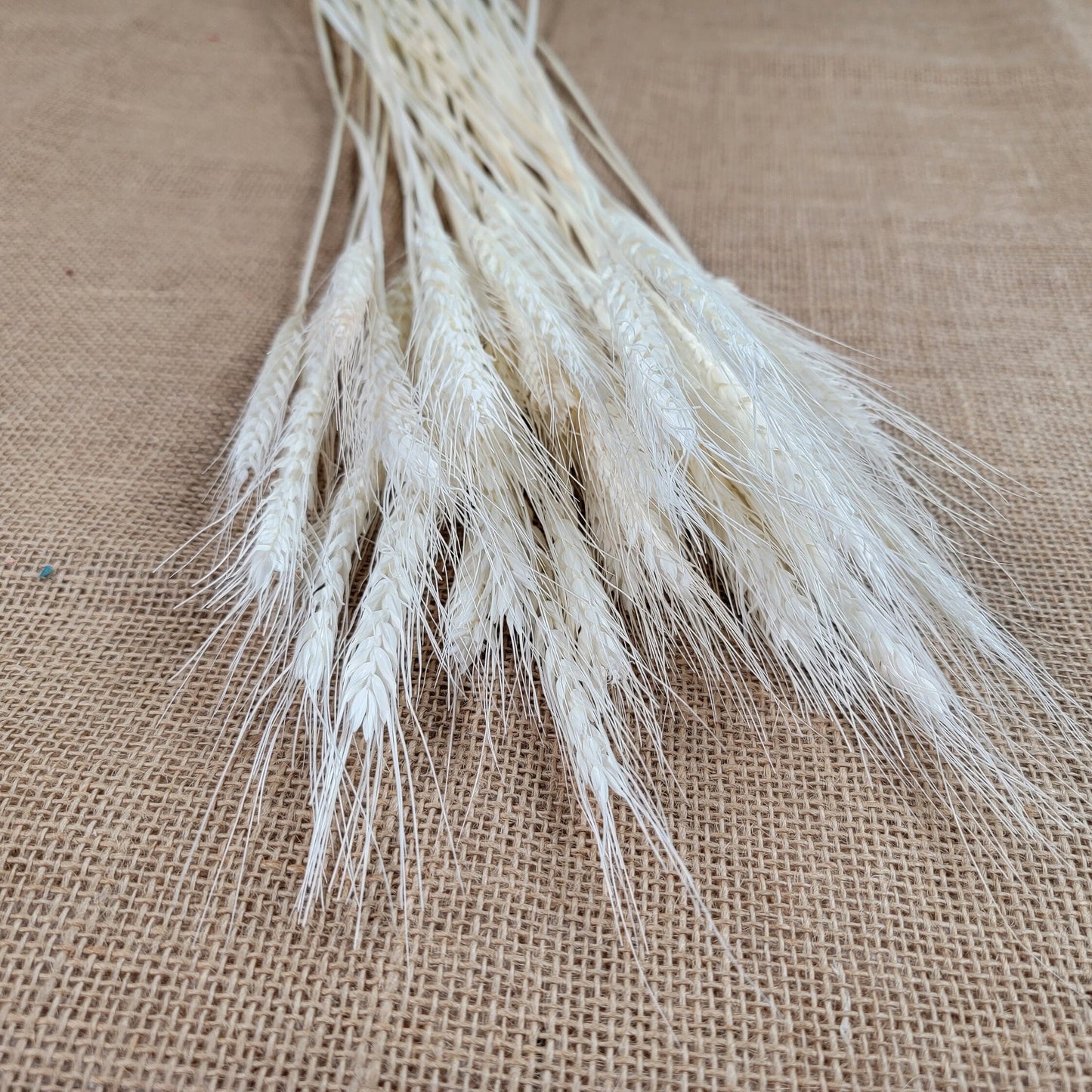 decorative natural plant dried real wheat shop decoration colorful flowers house decor grass wheat