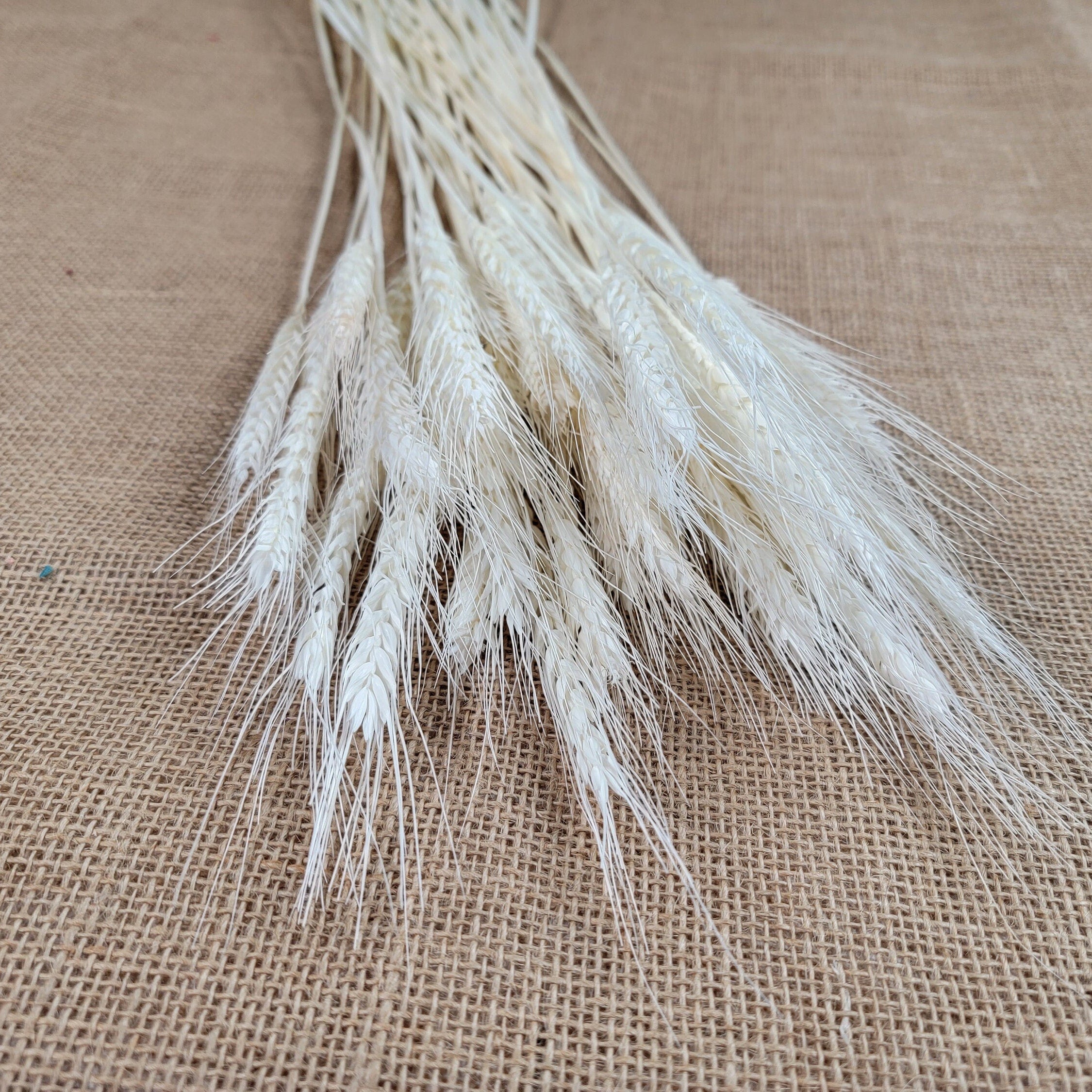 decorative natural plant dried real wheat shop decoration colorful flowers house decor grass wheat