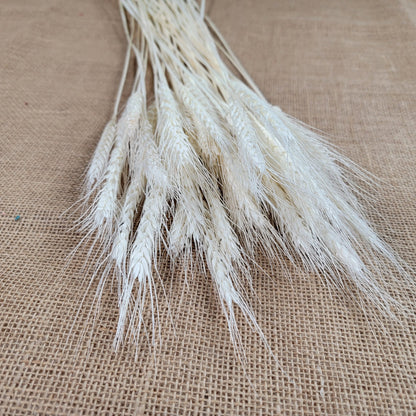 decorative natural plant dried real wheat shop decoration colorful flowers house decor grass wheat