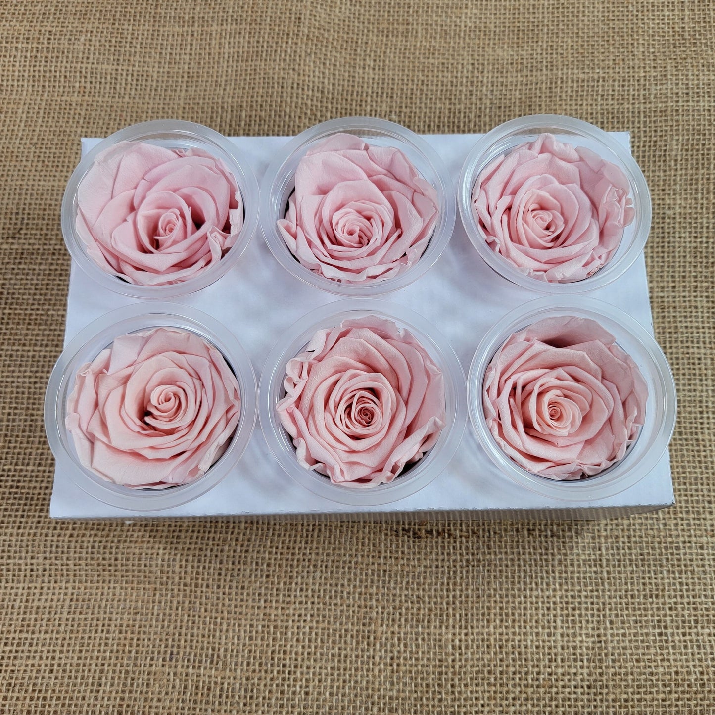 6 Light Pink Preserved Roses: DIY Floral Decor