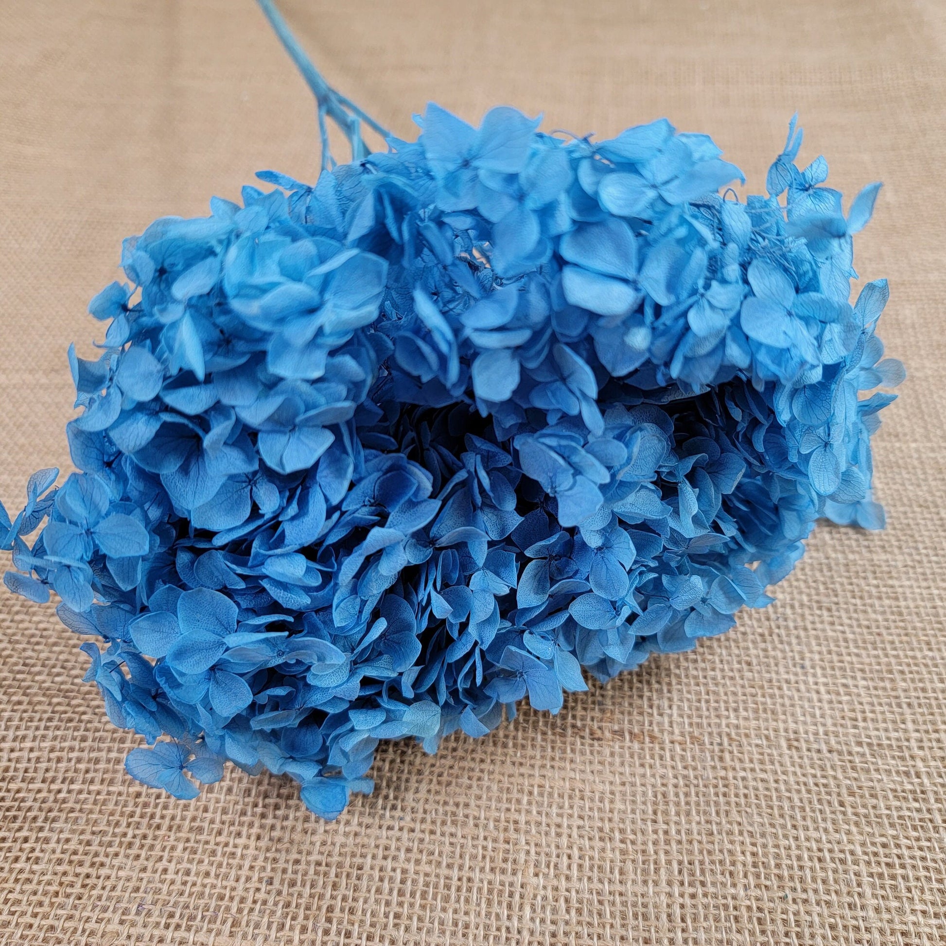 Blue Preserved Hydrangea: Real Dried Wedding Flowers