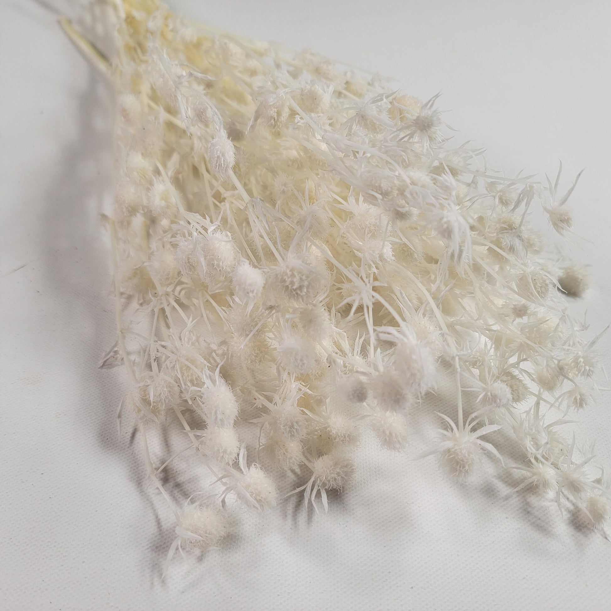 Variety kinds of dry flower Fruit lover preserving flower preserved sea holly