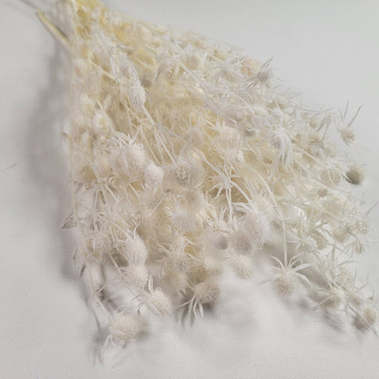 Variety kinds of dry flower Fruit lover preserving flower preserved sea holly