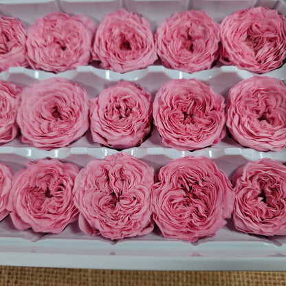21 Preserved Roses Sweet Pink, Dried Flower / Prom, Mother's Day, Wedding Decor, Red Roses For Bouquet, Home Decor & DIY Floral Arrangements