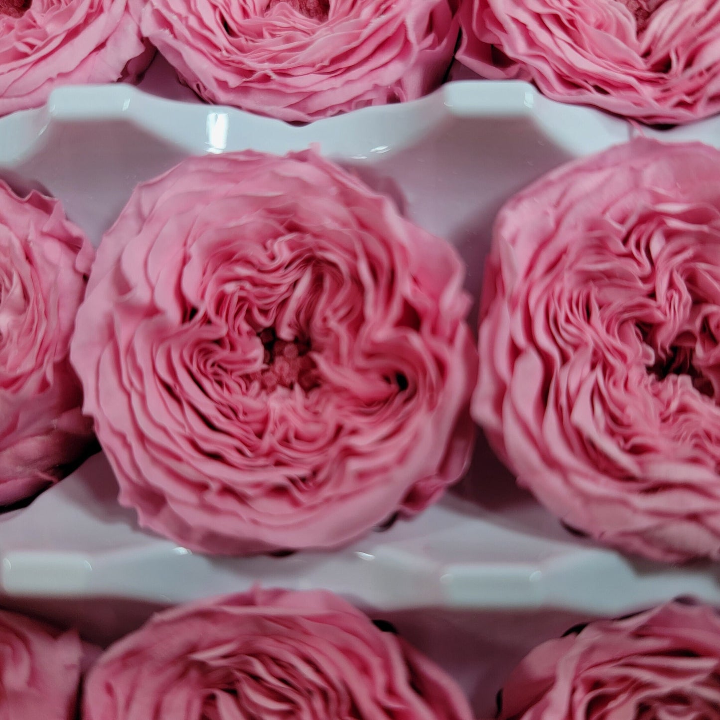 21 Preserved Roses Sweet Pink, Dried Flower / Prom, Mother's Day, Wedding Decor, Red Roses For Bouquet, Home Decor & DIY Floral Arrangements
