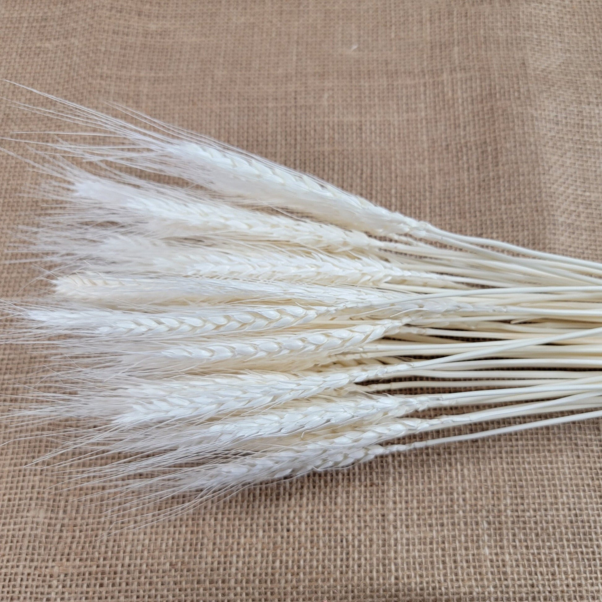 decorative natural plant dried real wheat shop decoration colorful flowers house decor grass wheat