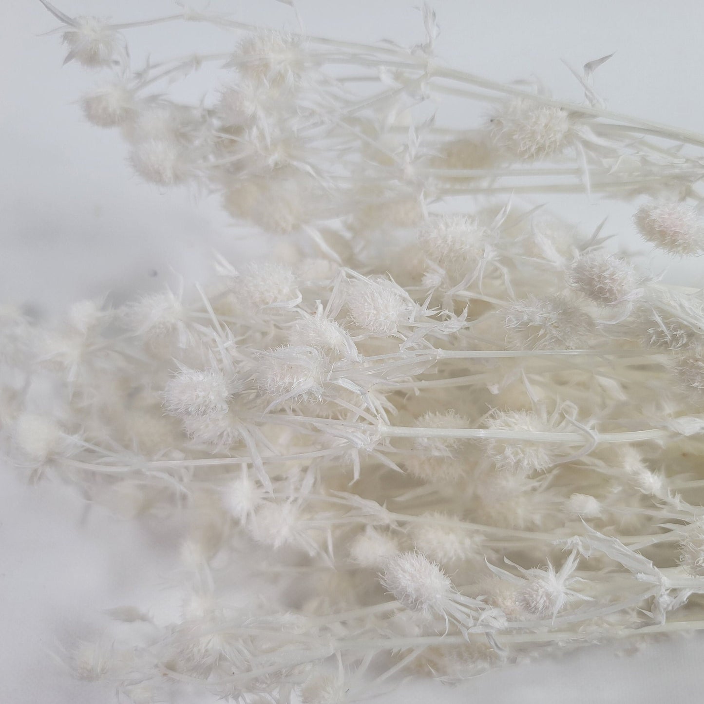 Variety kinds of dry flower Fruit lover preserving flower preserved sea holly