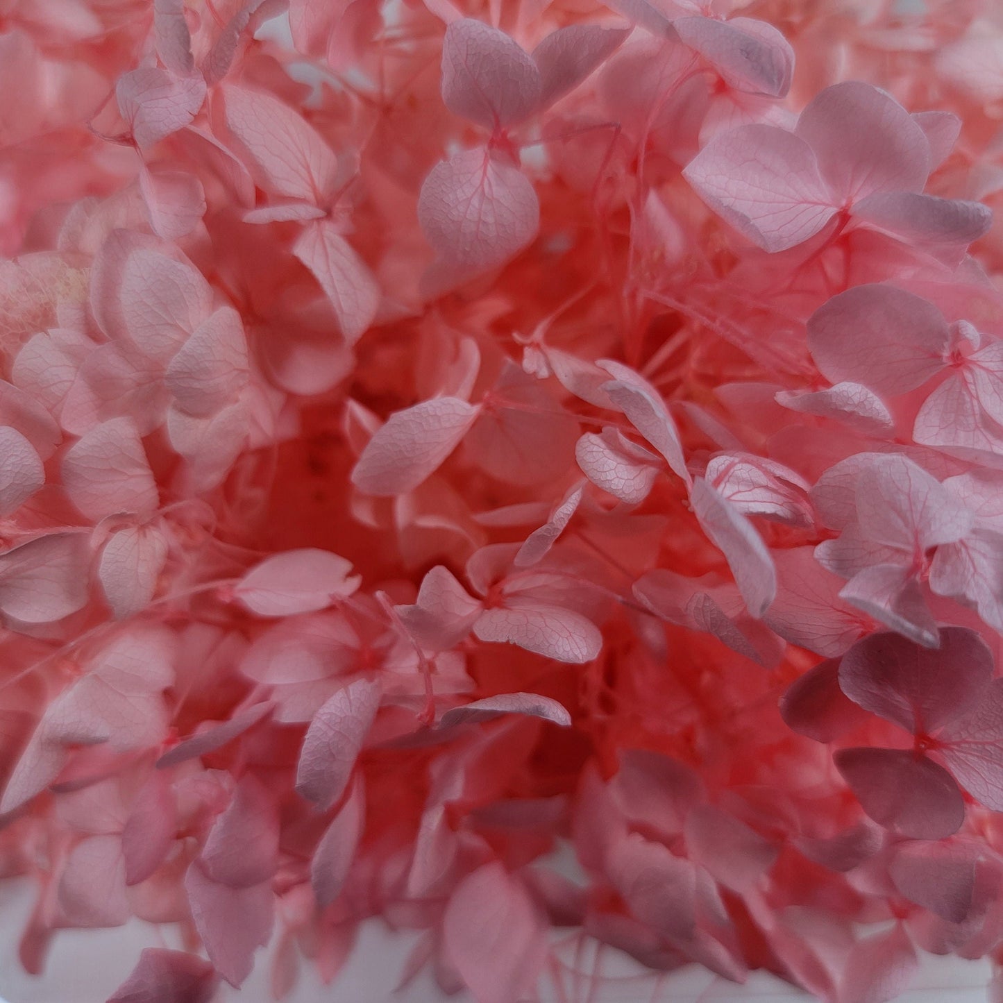 Preserved Hydrangeas: Colorful Dried Flowers, Wedding Home Decor