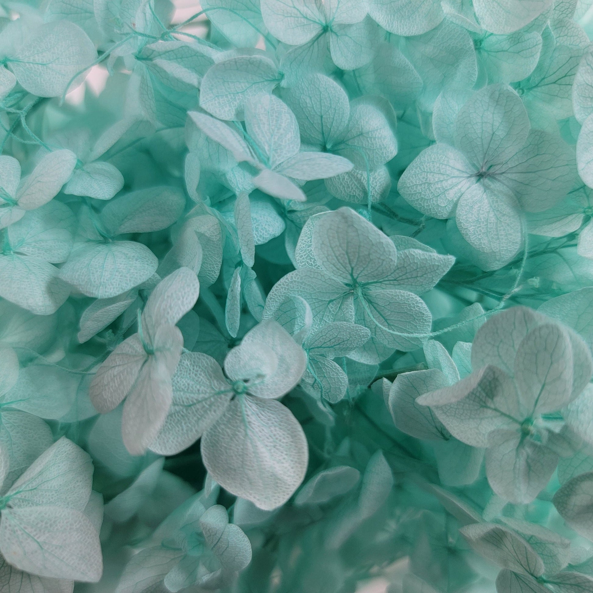 Preserved Hydrangeas: Colorful Dried Flowers, Wedding Home Decor