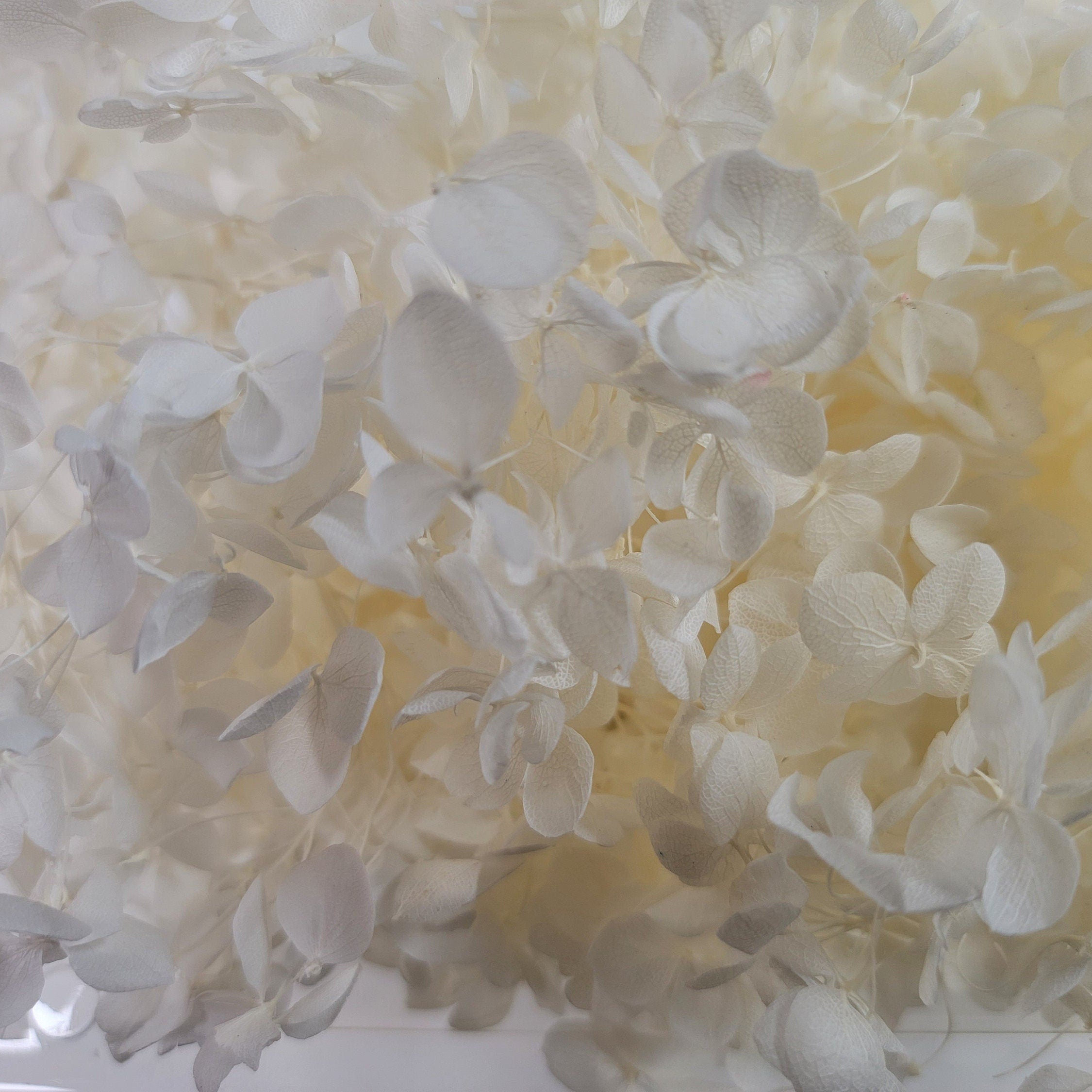 Preserved Hydrangeas: Colorful Dried Flowers, Wedding Home Decor