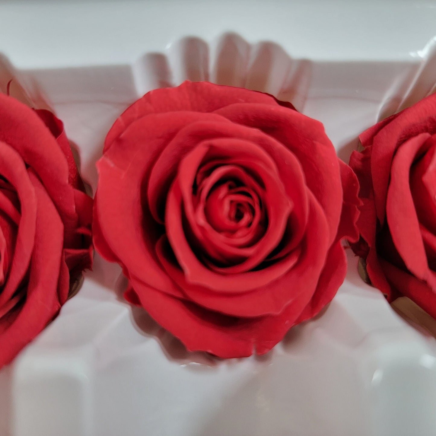 12 Red Preserved Roses: DIY Floral Arrangements & Wedding Decor