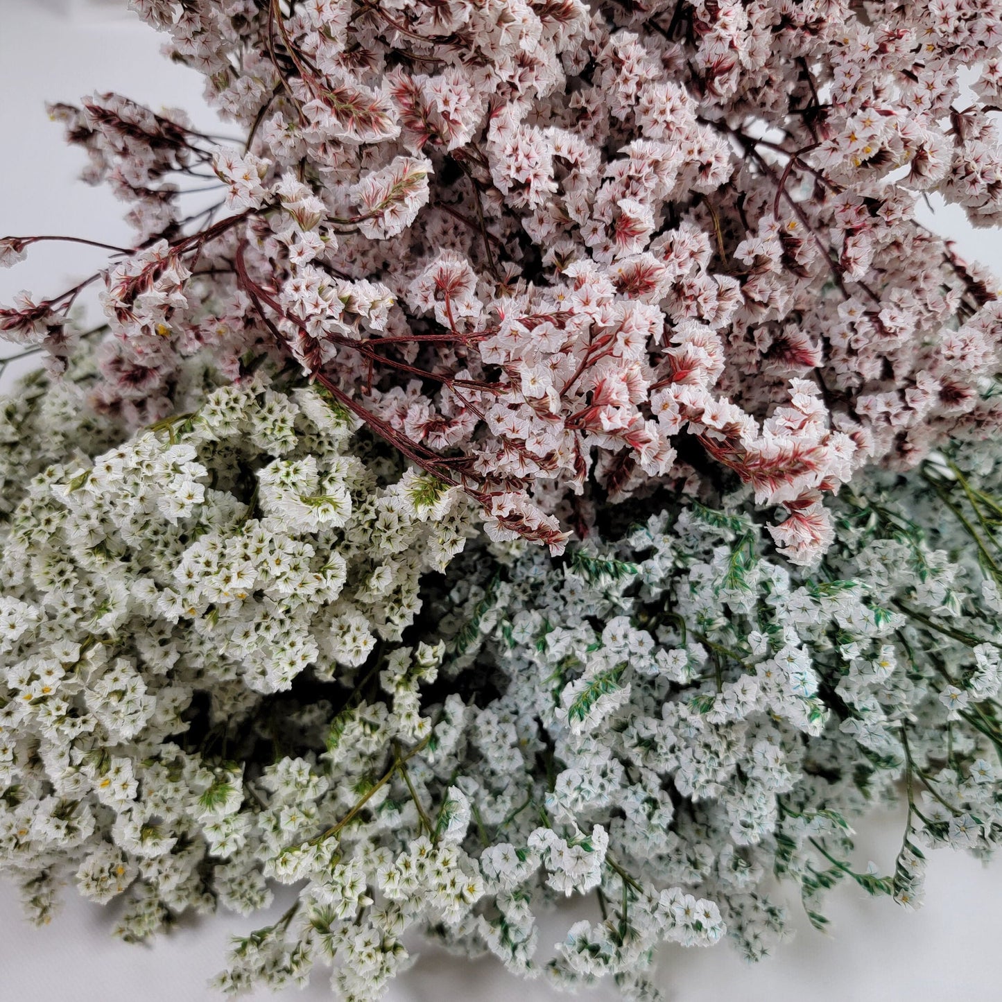 White Preserved German Statice: Dried Limonium Flowers (19-20" Tall)