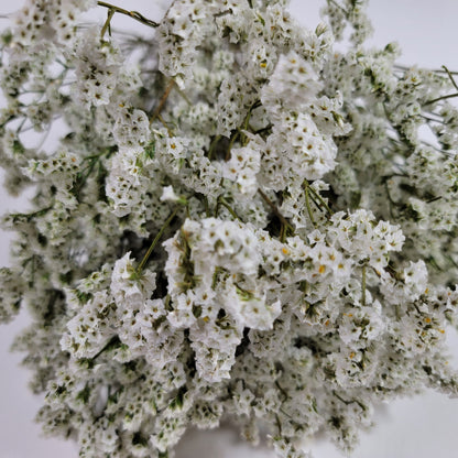 White Preserved German Statice: Dried Limonium Flowers (19-20" Tall)
