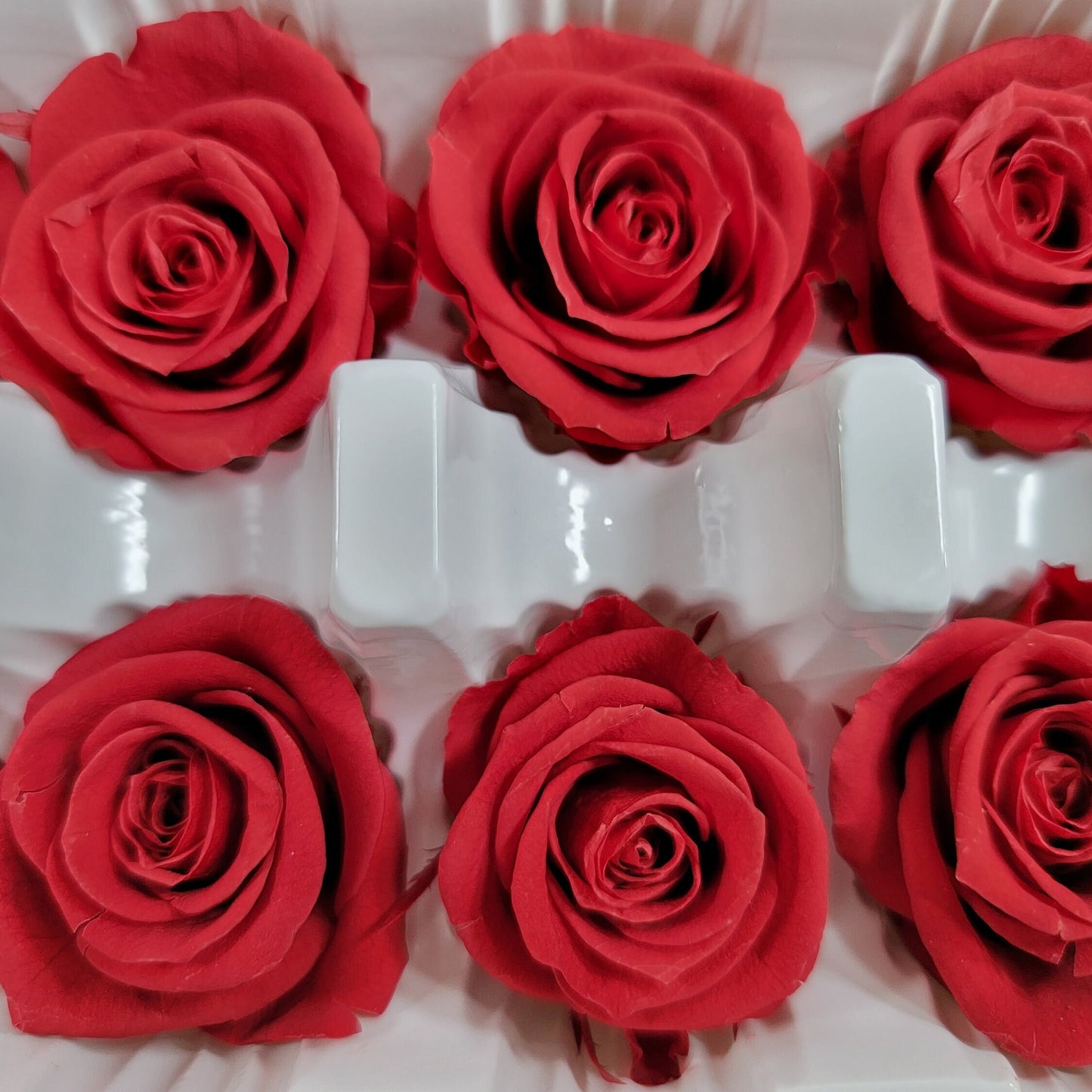 12 Red Preserved Roses: DIY Floral Arrangements & Wedding Decor