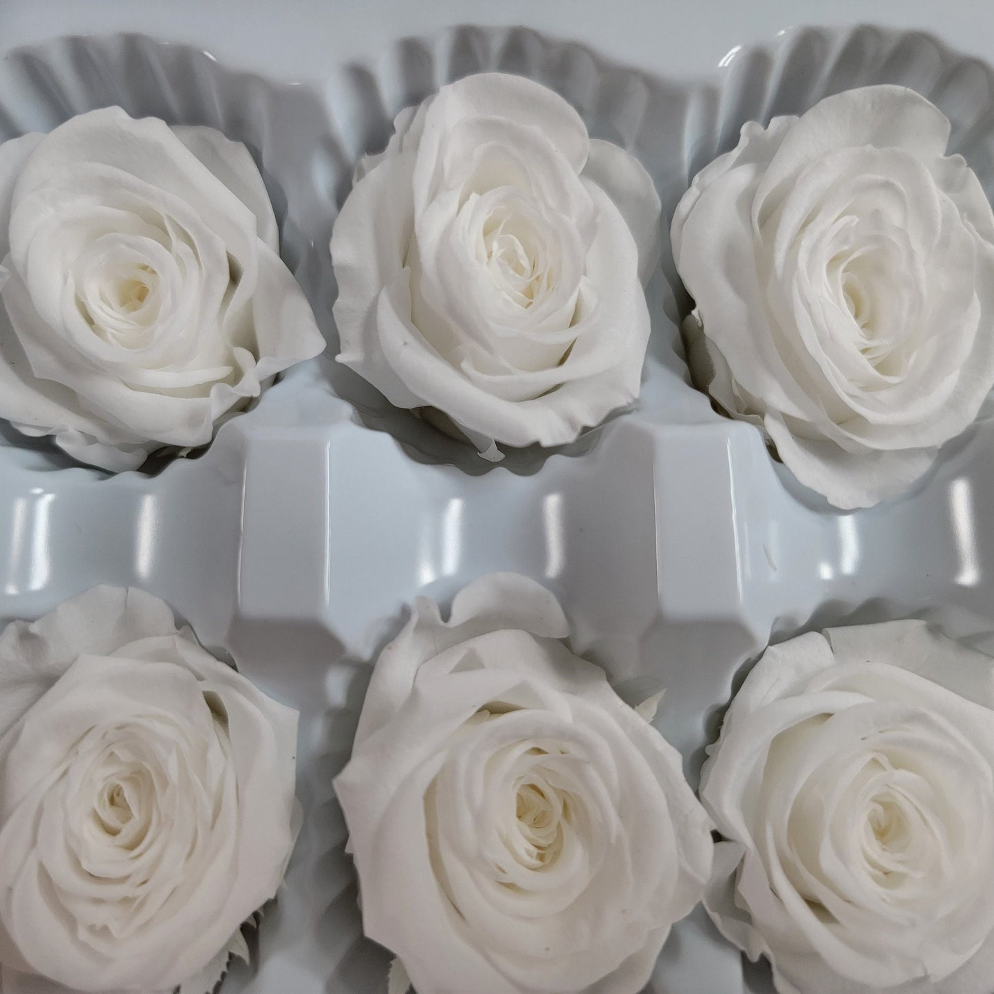 12 White Preserved Roses: DIY Floral Arrangements, Wedding Decor