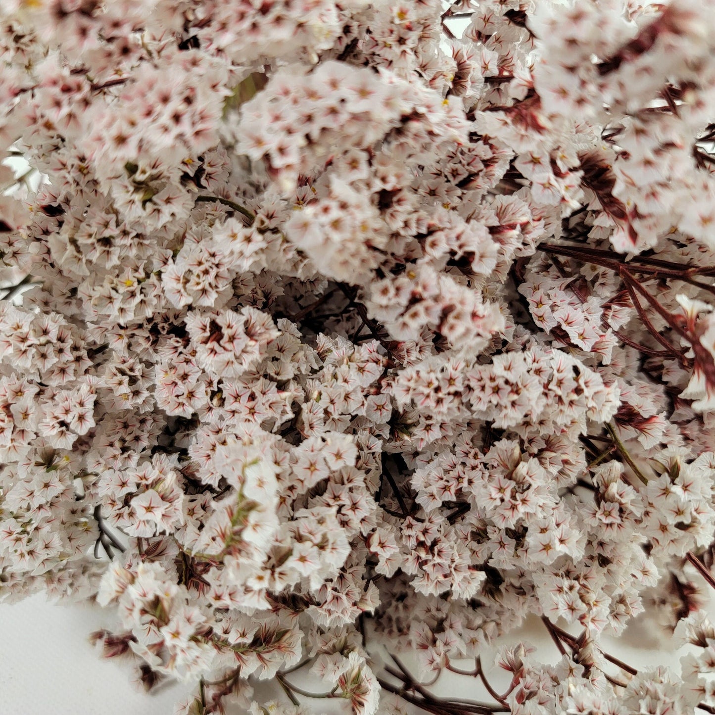 White Preserved German Statice: Dried Limonium Flowers (19-20" Tall)