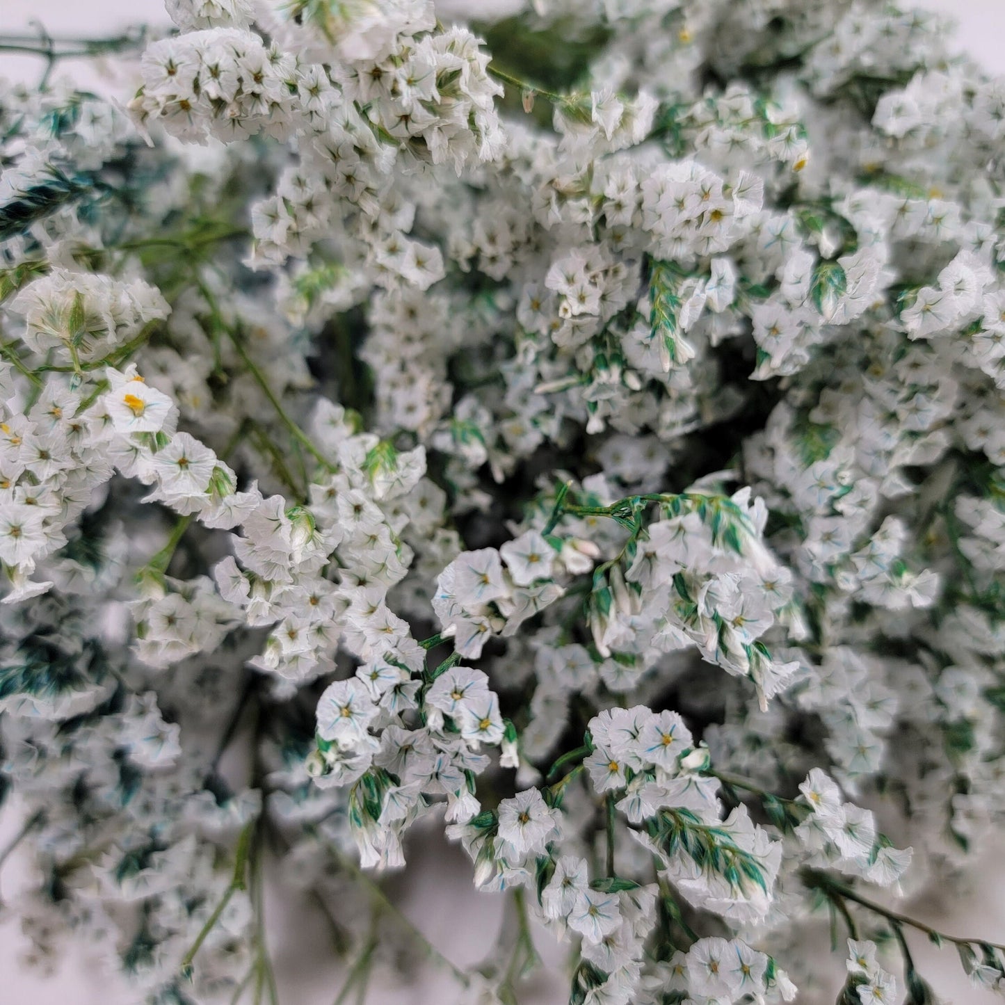 White Preserved German Statice: Dried Limonium Flowers (19-20" Tall)