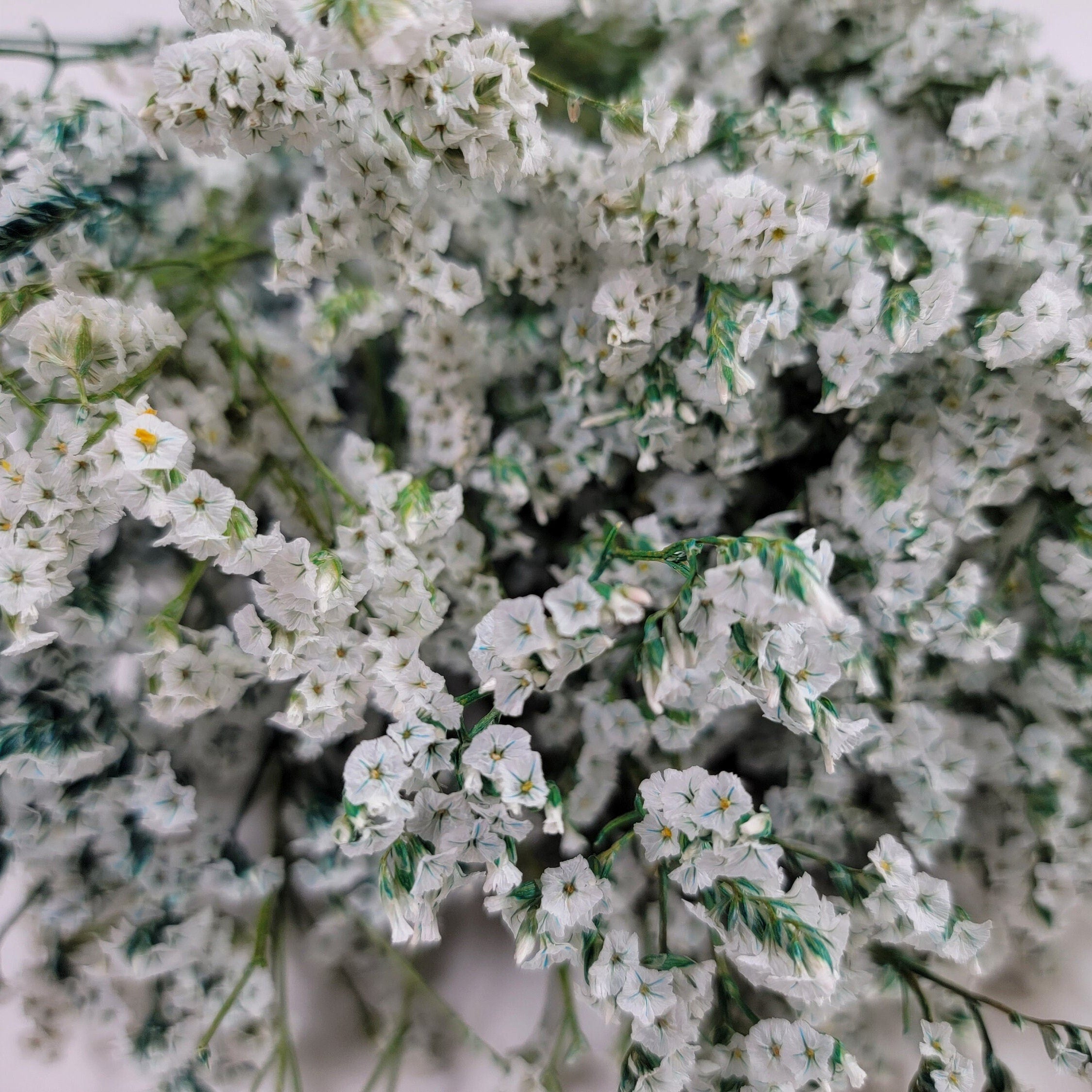 White Preserved German Statice: Dried Limonium Flowers (19-20" Tall)