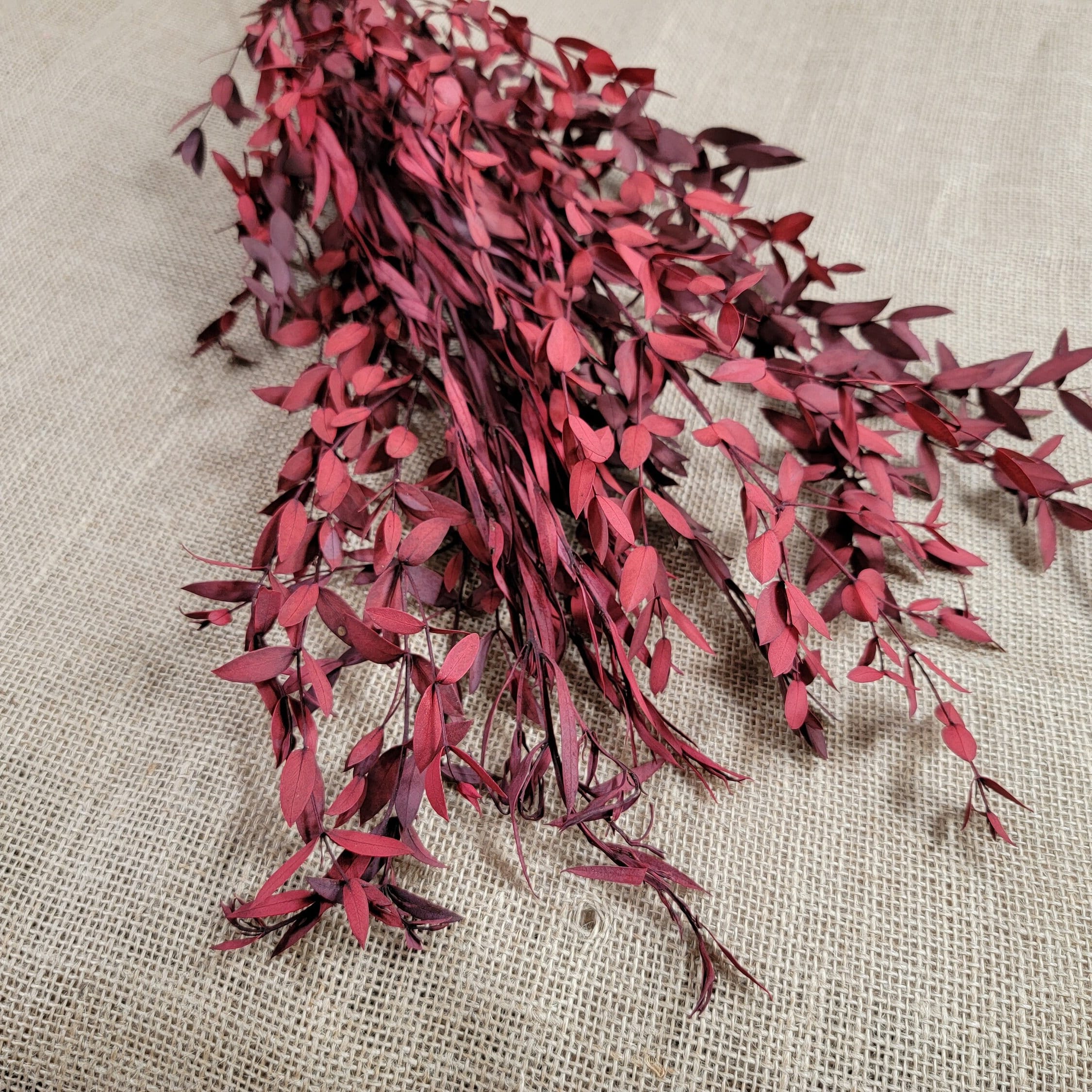 Red Preserved Eucalyptus: Small Leaf Parvifolia, Dried