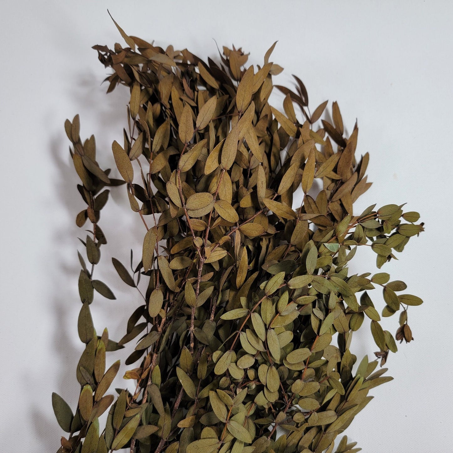 Brown Preserved Parvifolia Eucalyptus: 20-Inch Dried Leaf Bunch