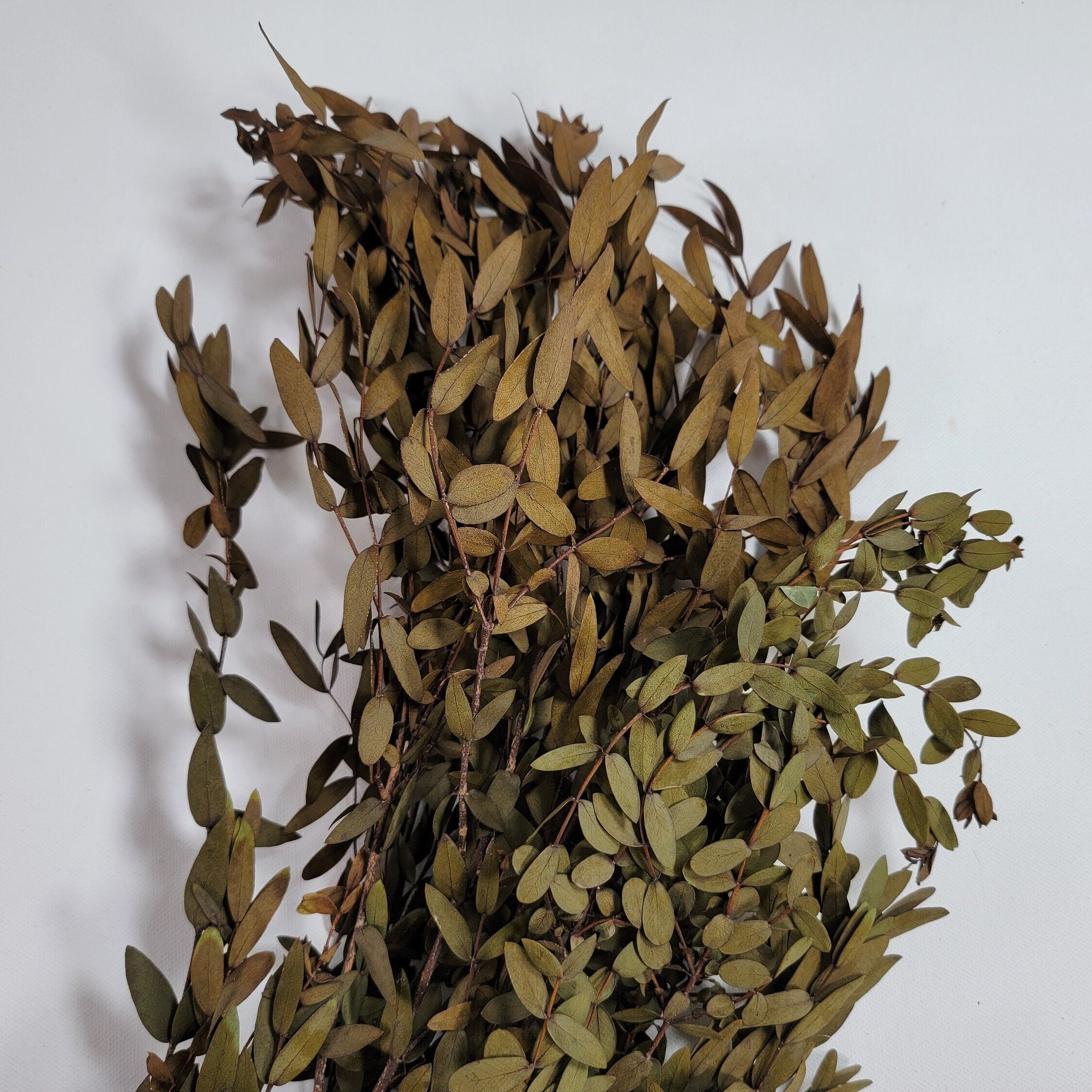 Brown Preserved Parvifolia Eucalyptus: 20-Inch Dried Leaf Bunch
