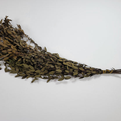 Brown Preserved Parvifolia Eucalyptus: 20-Inch Dried Leaf Bunch