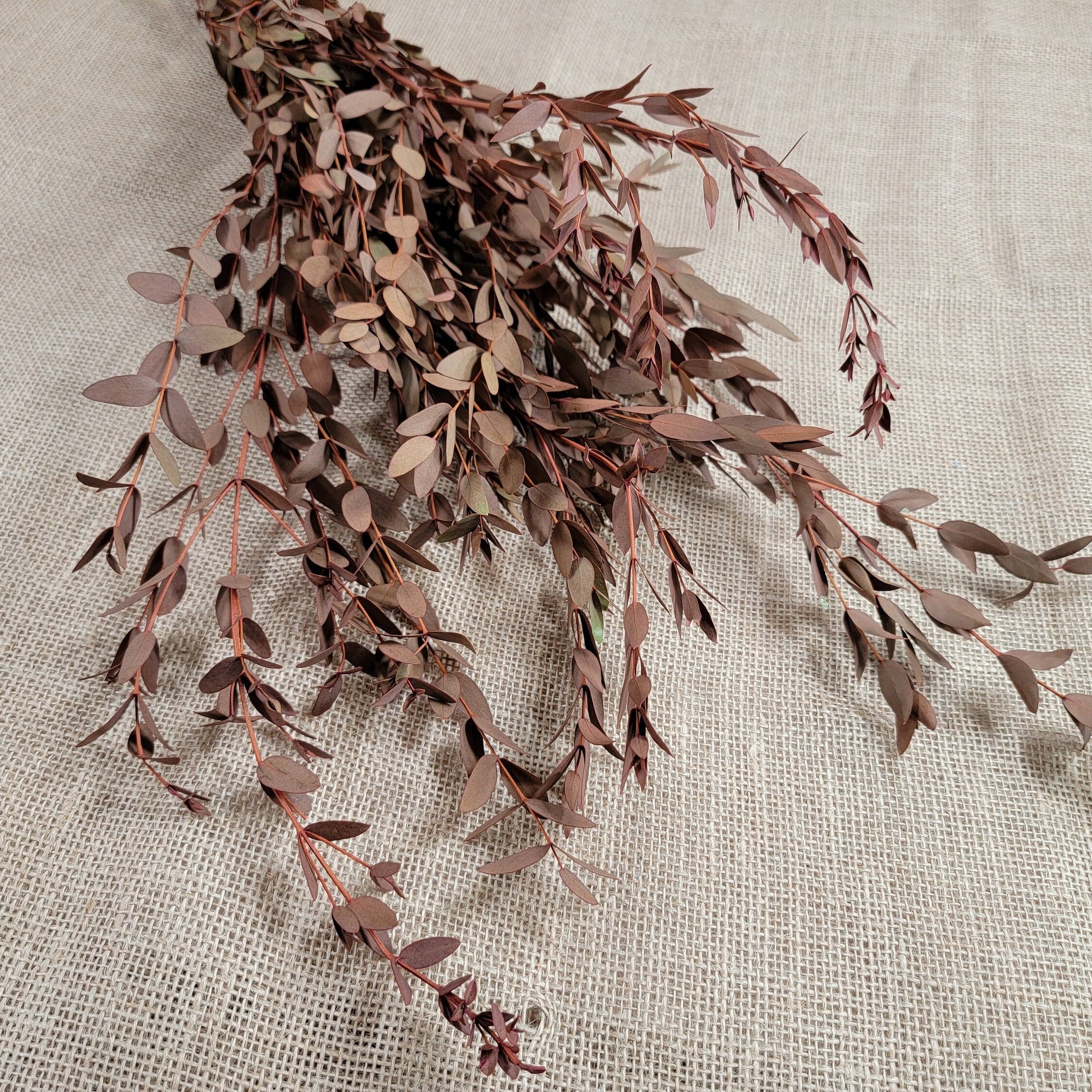 Orange Preserved Parvifolia Eucalyptus: Dried Small Leaf Stems