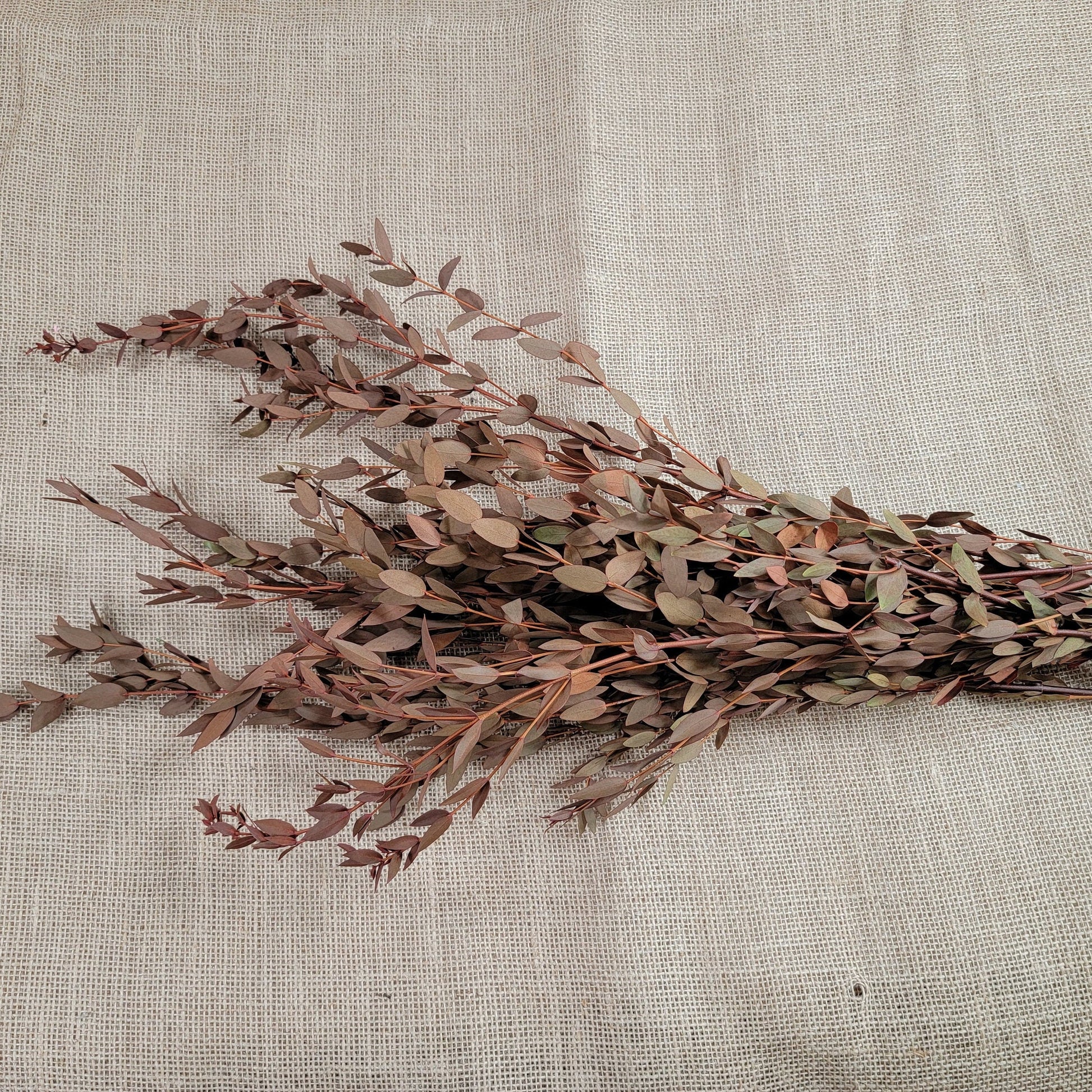 Orange Preserved Parvifolia Eucalyptus: Dried Small Leaf Stems