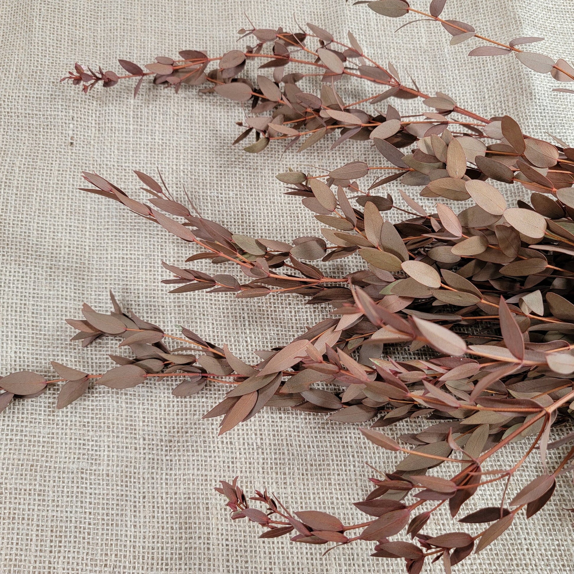 Orange Preserved Parvifolia Eucalyptus: Dried Small Leaf Stems