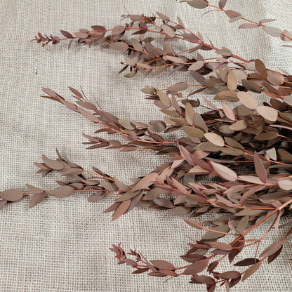Orange Preserved Parvifolia Eucalyptus: Dried Small Leaf Stems
