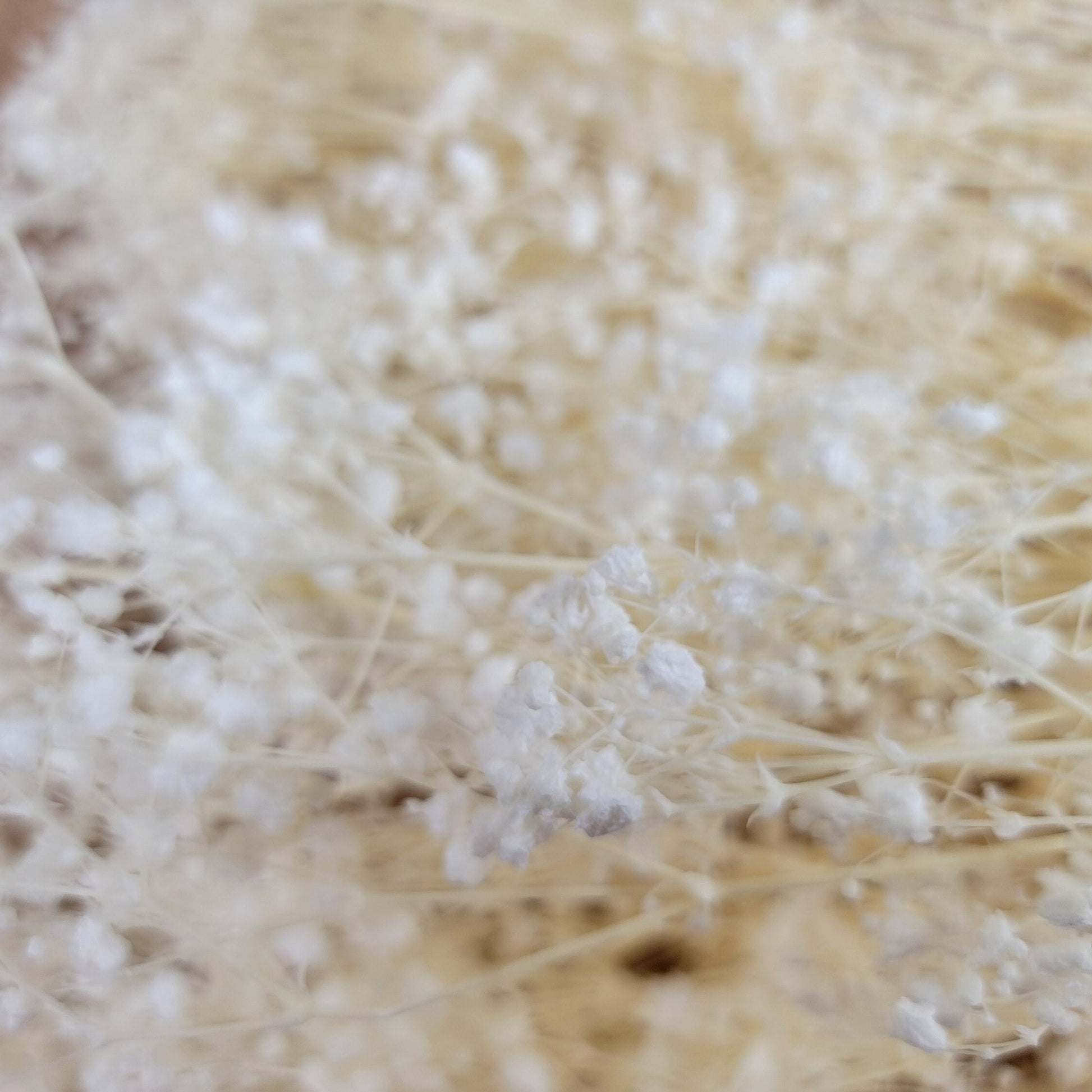Preserved Baby's Breath: Natural Dried Gypsophilia, Blush Wedding Decor