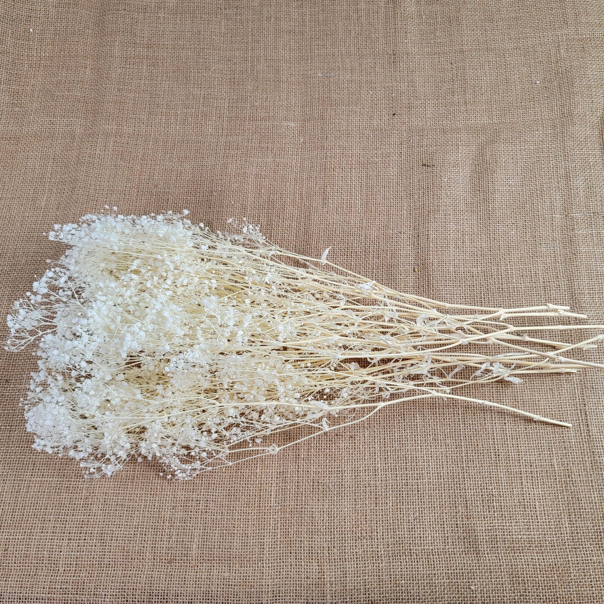 Preserved Baby's Breath: Natural Dried Gypsophilia, Blush Wedding Decor