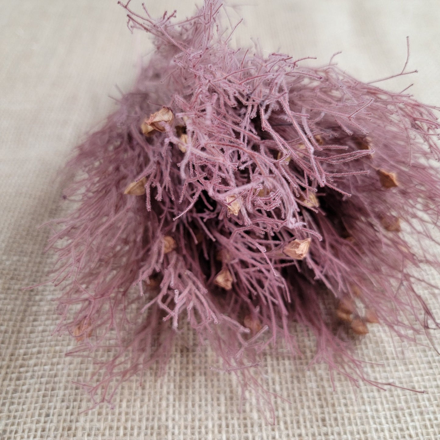 Preserved Dream Grass Columbine: Natural Dried Flower Arrangement