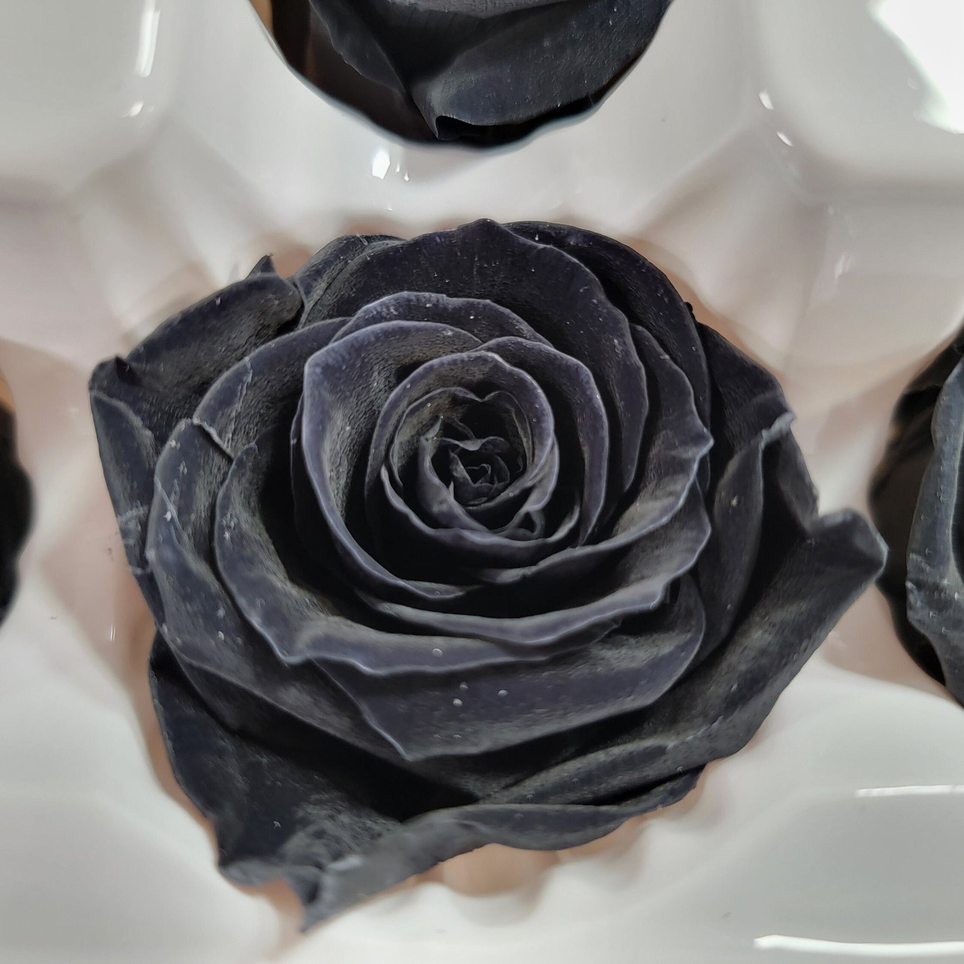 8 Pcs Preserved Black Roses: Rose Kanon Medium, Wedding Floral Decor